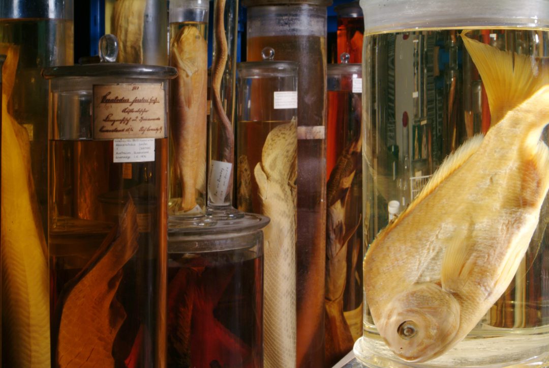 Darwin and Fishes — Paleontological Research Institution