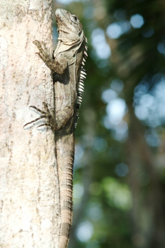 Männchen des Utila-Leguans (Ctenosaura bakeri)
