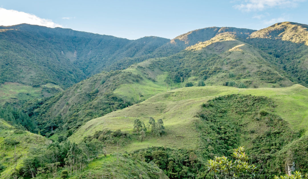 Bergregenwälder in den Anden