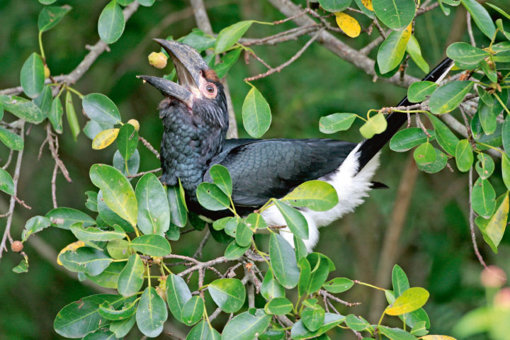 Trompeter-Hornvogel, (Ceratogymna bucinator), Trumpeter Hornbill