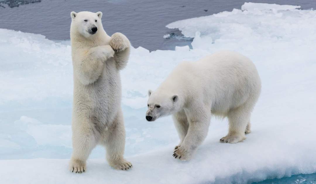 JB 2011-2012 Genome erzählen die Geschichte der Braun- und Eisbären |  Senckenberg Gesellschaft für Naturforschung