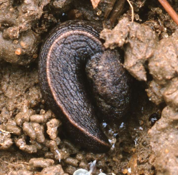 The slug Tandonia budapestensis