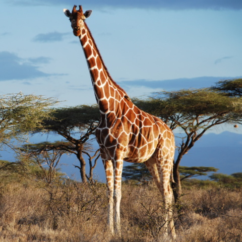 Giraffe genomics support four species | Senckenberg Society for Nature  Research