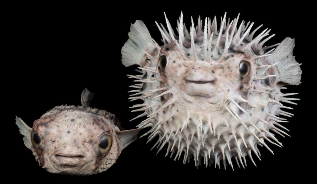 Ein Riff zu Weihnachten: #9 Braunfleck-Igelfisch Diodon holocanthus |  Senckenberg Gesellschaft für Naturforschung