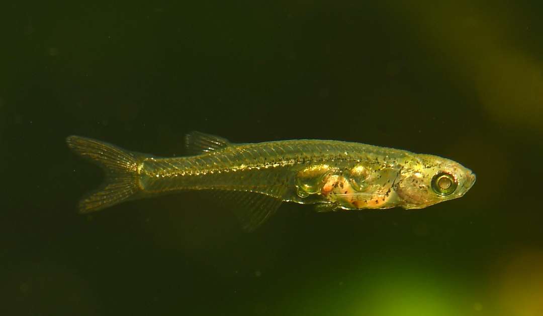 140 Dezibel lauter Mini-Fisch | Senckenberg Gesellschaft für Naturforschung
