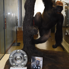Gorilla im Senckenberg Frankfurt mit Meisterschale der Eintracht
